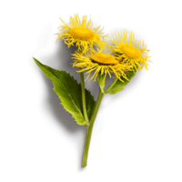 lnula helenium